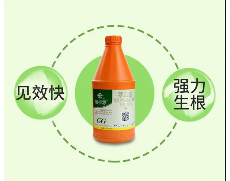 國光植根源