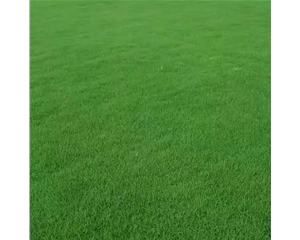 黑麥草種子